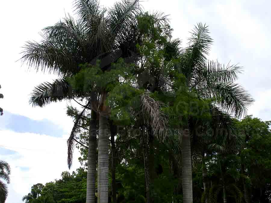 HEMINGWAY PLACE Palm Trees